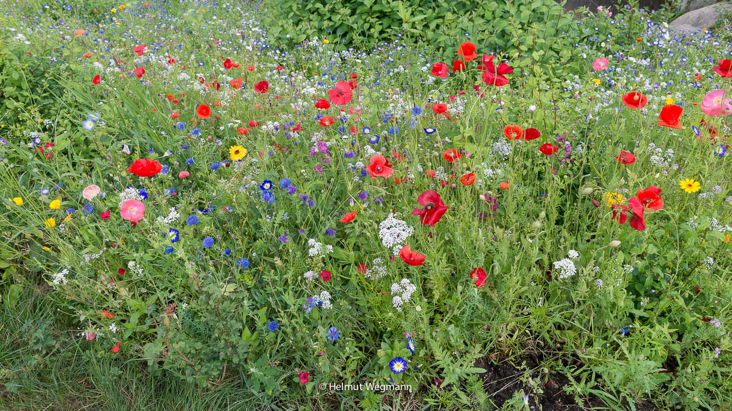 Blumenwiese am Splash-Bad