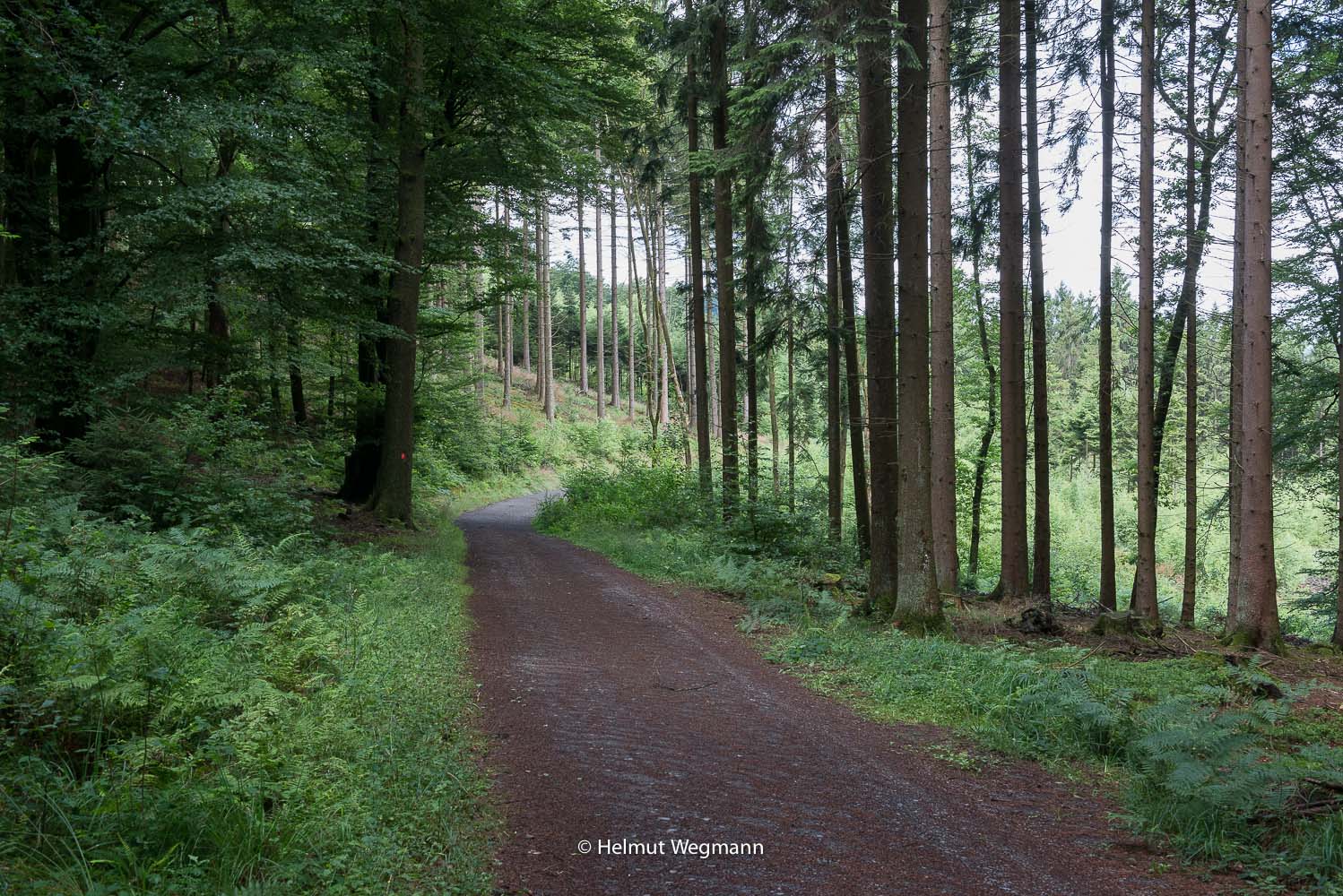 Typischer Waldweg