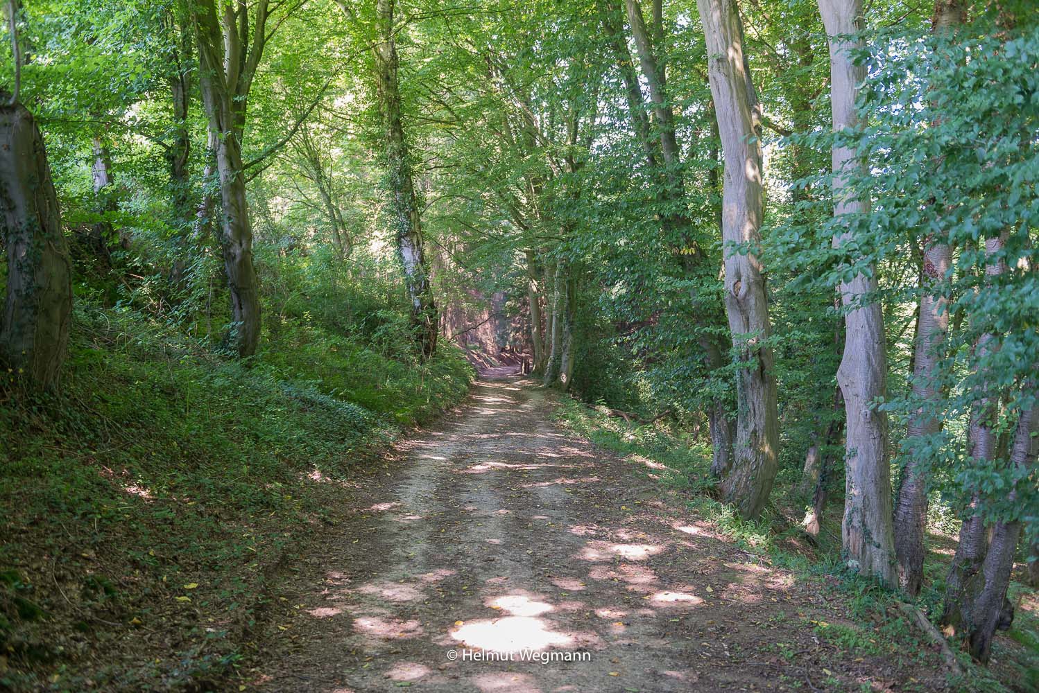 Waldweg hinter Gammersbacher Mühle