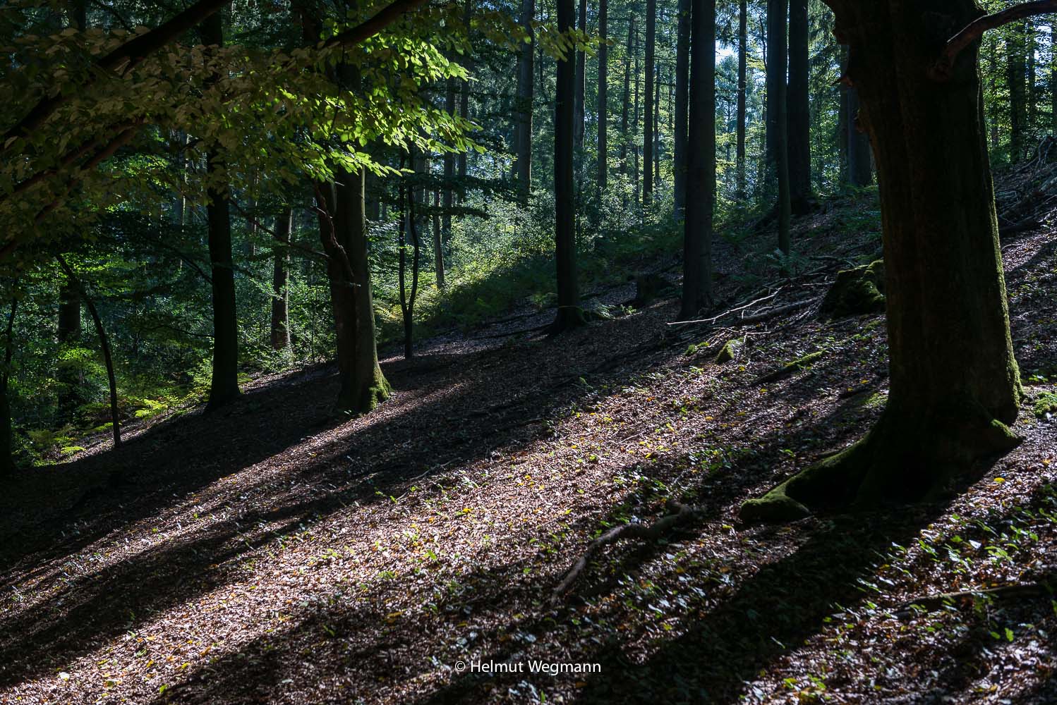 Im Wald oberhalb der Wupper
