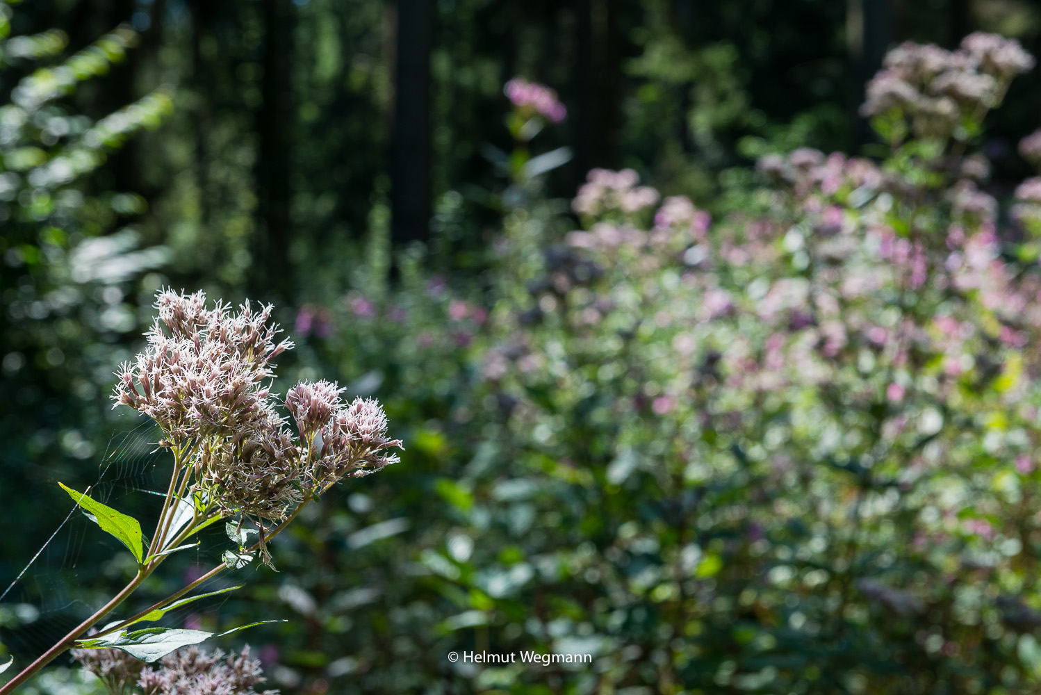 Disteln im Gegenlicht