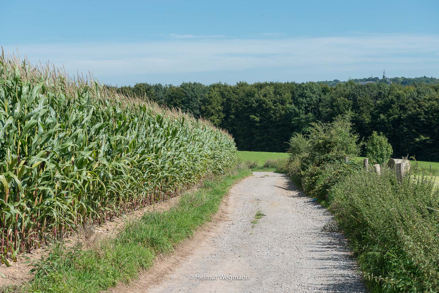 Weg am Maisfeld