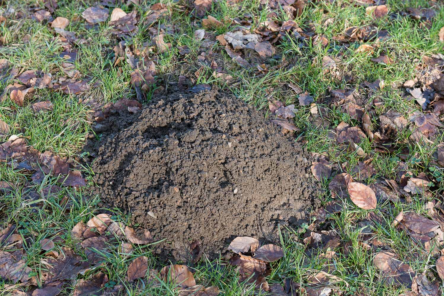 Maulwurfshügel