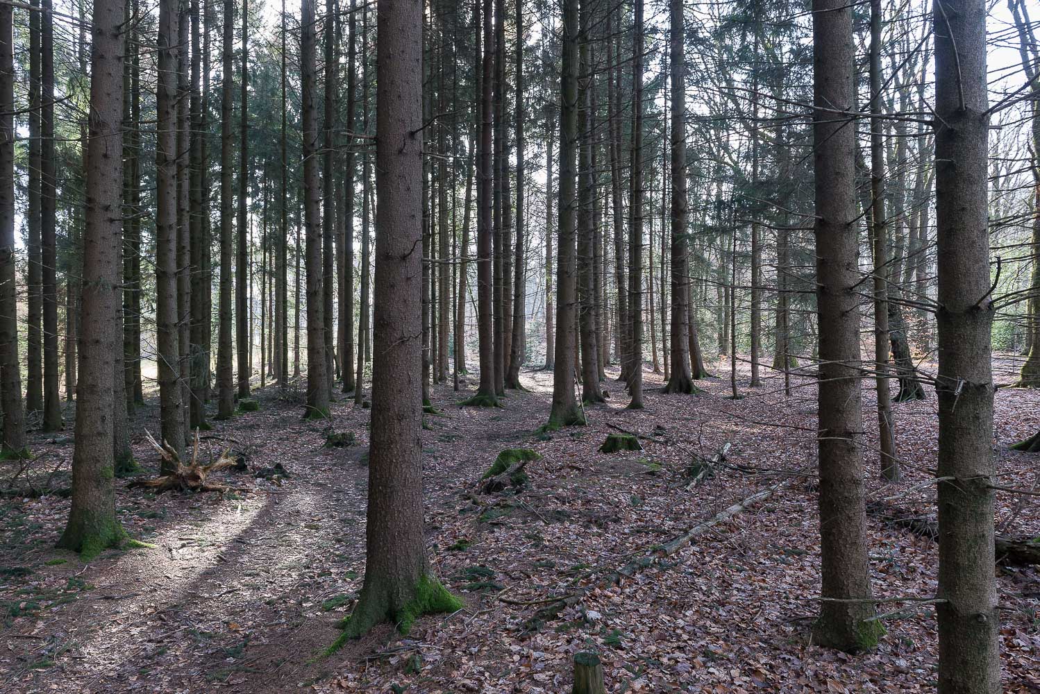 Fichtenwald im Morgenlicht