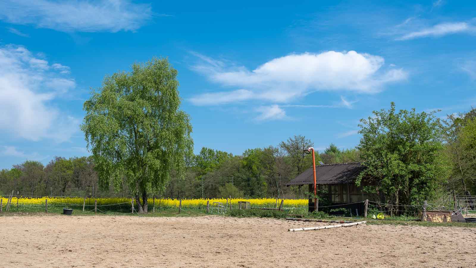 Pferdekoppel mit Rapsfeldern